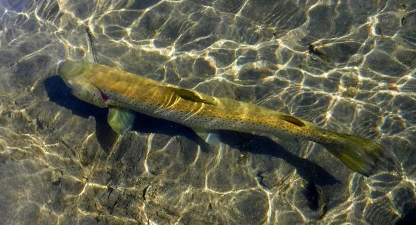 A brown resting in the shallows.
