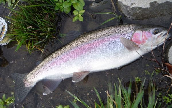 Fin perfect Tongariro rainbow.