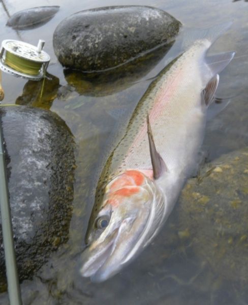 Another hard fighting rainbow jack