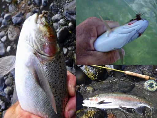 That Birds stone is still working for me. And all the fish above fell for it including the juvenile.