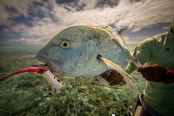 The Crease Fly was invented by Capt.Joe Blados of Greenport, Long Island NY. It was originally intended for striped bass and bluefish but has since been used for all types of fresh and saltwater species. Although anglers use Crease Flies like they would a popper that's not what they were designed to do. They can be fished like a popper but they won't cause as much surface disturbance and were intended to be fished sub-surface creating a trail of bubbles in their wake usually against the current with a medium fast retrieve.