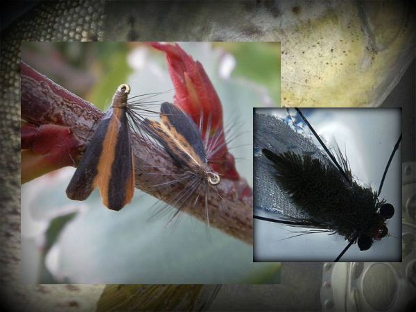 Passion Vine Hopper and Cicada.