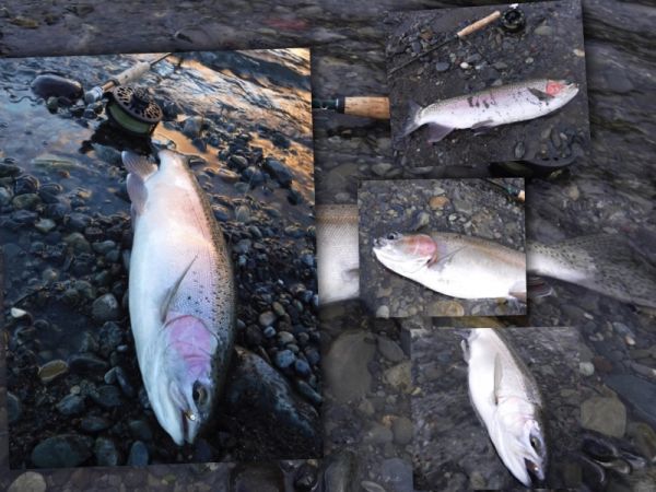 But most of my fish have come on the 5 wt again this week fishing conventional Czech nymph patterns.