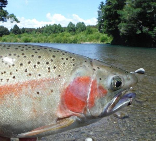 This one had lassoed itself after a couple of big leaps but had actually taken the caddis.