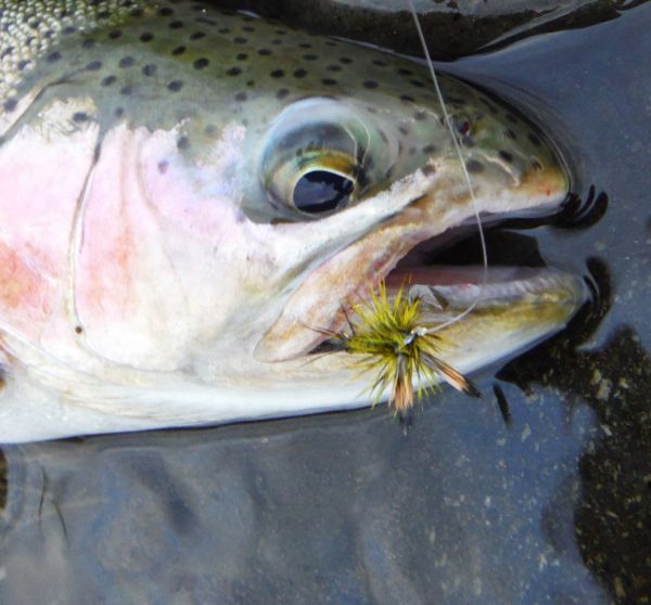 Day time top water action will increase