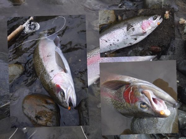 The dry and dropper works well during the spawning season with a jelly egg on the point.