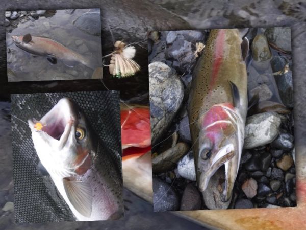 Just some of the fish caught during the morning.