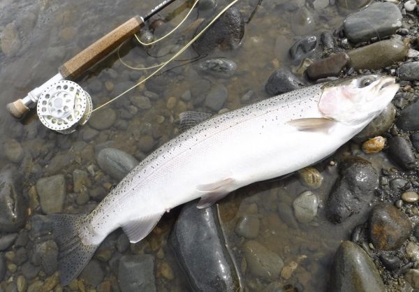 On a brighter note the spate conditions have triggered some small runs and there are a few very nice rainbows around..