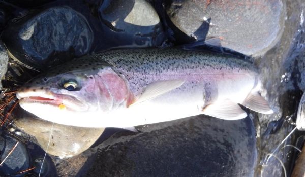 The only fish I've caught on a globug this week.