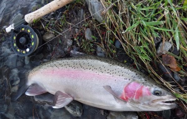 A couple from town on the Czech nymph.