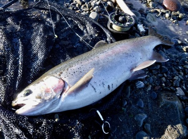 My best fish this week caught late in the afternoon.