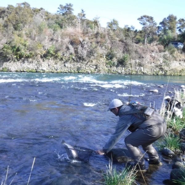 Des nets one of the better ones that grabbed a small pheasant tail as the sun hit the water.