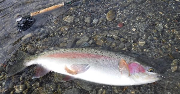Next weeks rain should hopefully get more fish moving...