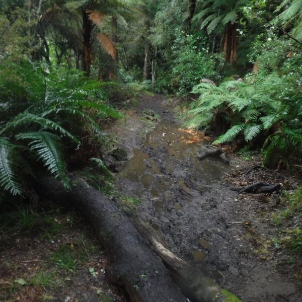 .Its a pretty mucky walk up the TRB now.