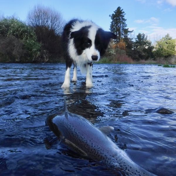 Ole blue eye working hard.