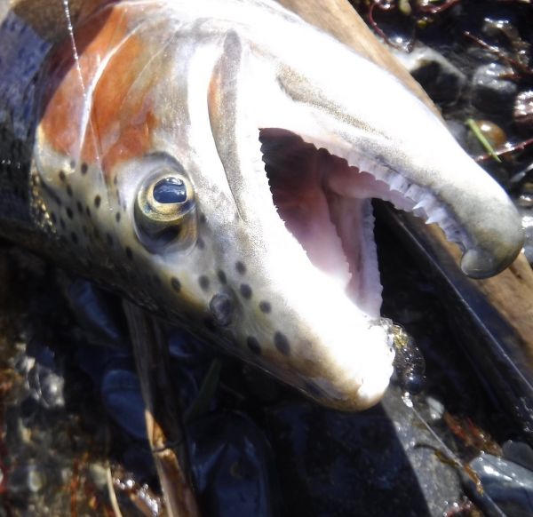 One of the fish that picked up the emerger under the dry late in the afternoon.