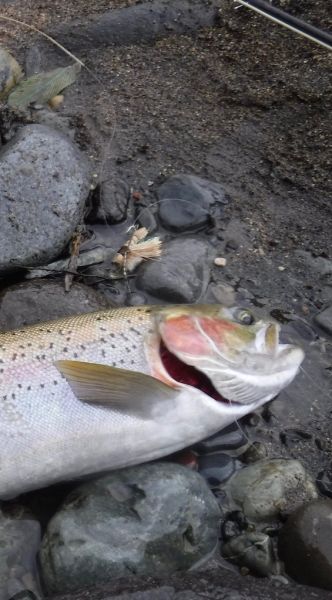 The Tongariro is a big, often diverse river with every type of water you can think of. Its impossible to fish it properly with any one method...that would be like a mechanic who only has one spanner. That's why I prefer to carry three different set ups. A lot of the time you really don't need that huge yarn indicator.