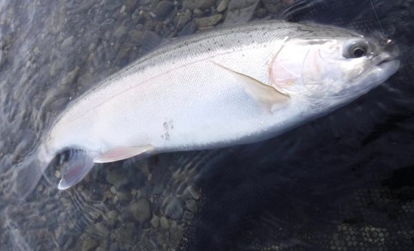 Town and lower down is still the best bet for the better fish.
