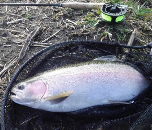 Some fantastic fish running through from town down yesterday afternoon ...
