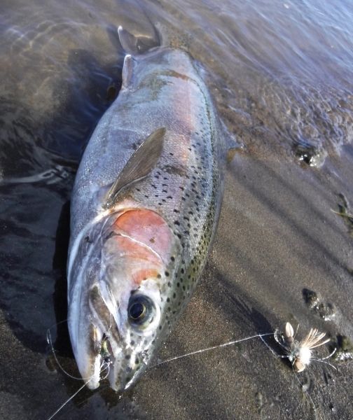 The fish are found at all depths now and dry and dropper rigs always work well.