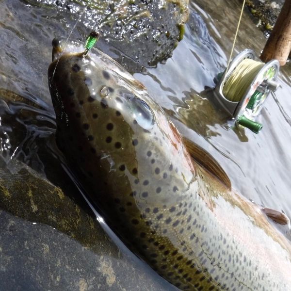 Bright green caddis have also accounted for a fish or two. This one picked up the pupa hanging under the dry.