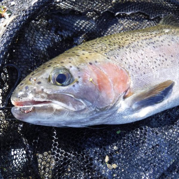 And caddis have taken their fair share.