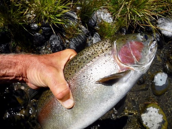 You can't complain about fish like this in summer.
