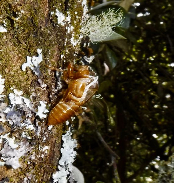 Cicada numbers have increased the last few days and you'll see the discarded husks on trees all along the river. You can clearly see the split in the thorax and the white tracheal tubes left behind after the adult insect has wriggled free.