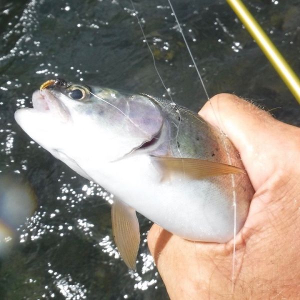 Yet another summer sardine.