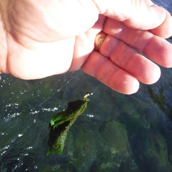 One of the joys of summer fishing.