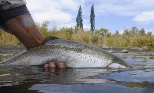 A nice fish that took the Olive spider.