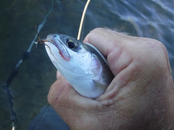 But be warned the little fellas love them as well. This one is tied using copper wire for the body.