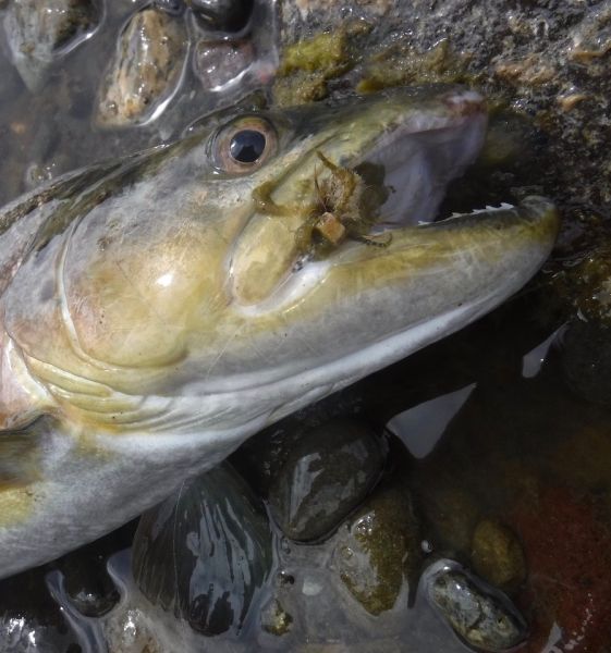 There's so much weed coming down now, that even if you ditch the droppers it still ends up all over the dry while you're playing the fish. This brown smashed the Madam X just over a rod out from the bank. But the fish are becoming a little wary of them now if things don't look quite right.