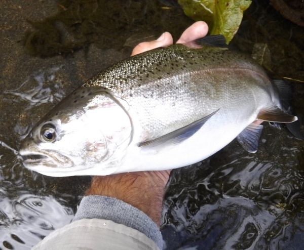 A fat rainbow from another town hot-spot.