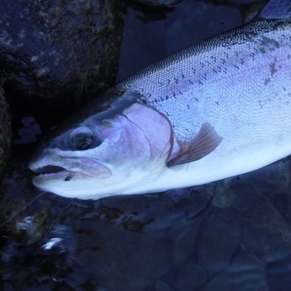 Another on a Size 16 caddis.