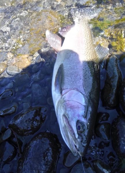 Another on the caddis for the smoker. This time from the Rip.