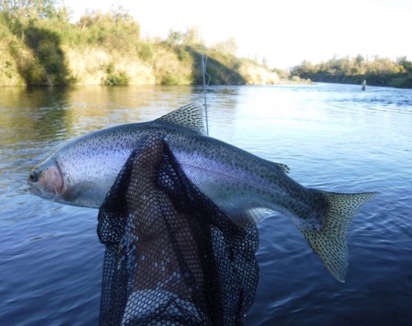 Another two pounder but great fun on light gear.