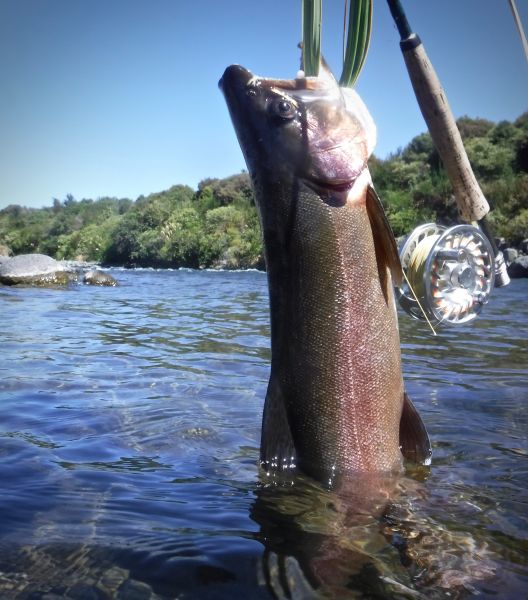 The Rip has fished quite well for a while now.