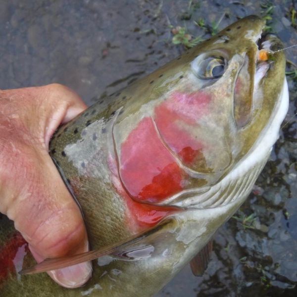 Jelly eggs have been taking a few fish.