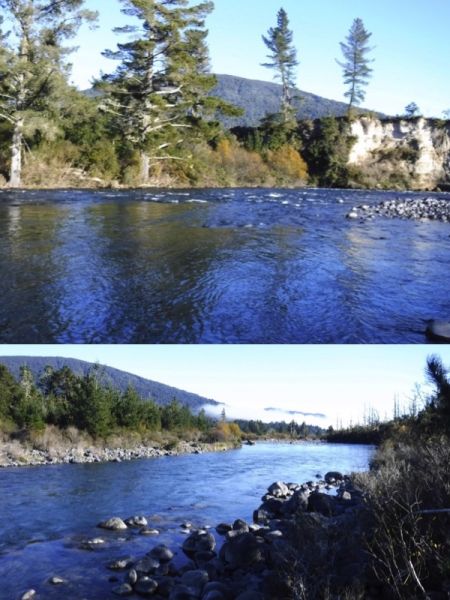 The tail of the Fan and bottom end of Big Bend are usually full of spawning rainbows now...but no sign yet!.