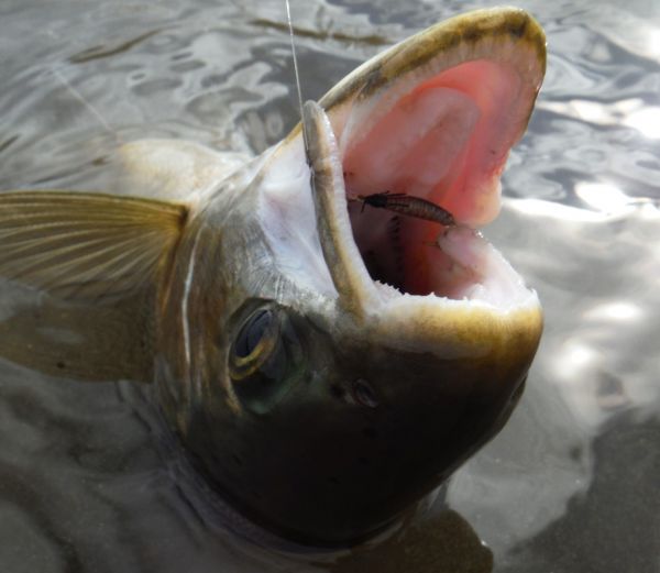 Caddis are a good bet.