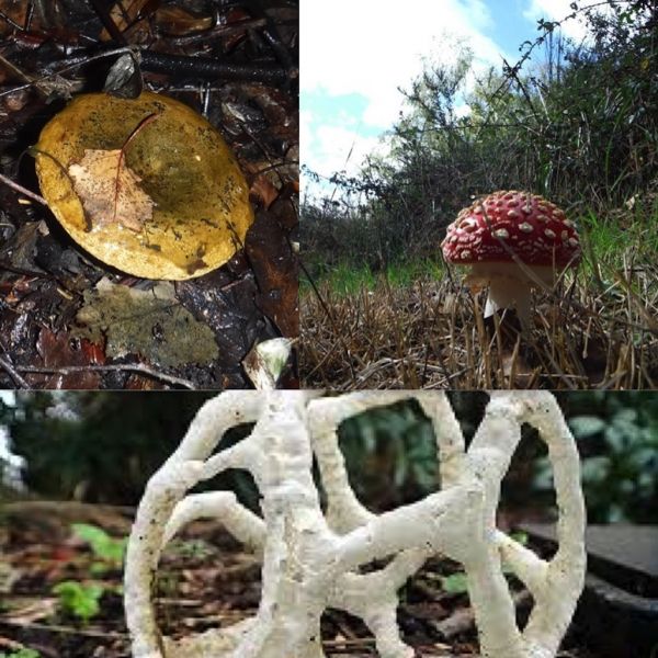 Fly agaric and other mushrooms are visible along the tracks ... and later on we'll see white basket fungi. A sure sign we're well into autumn.