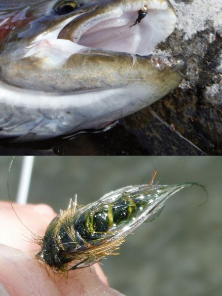 Small goldheads and caddis pupa have worked well.