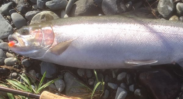 Norman had a great day yesterday...including this five pounder on a globug.