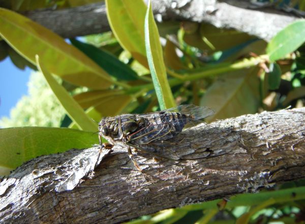 I heard the first cicada since last summer in my garden on Sunday.