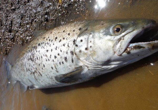A brown taken on the dry and dropper close in during flood conditions.