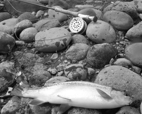 Dry fly evening action.