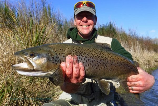 Some of you may recognize Paul Dyson's smiling face. Paul featured on your licenses a few years back holding up a nice brown. Well here he is again with another from one of the town pools yesterday morning. This hen was stuffed with eggs and after a quick few pics was returned to do her stuff.