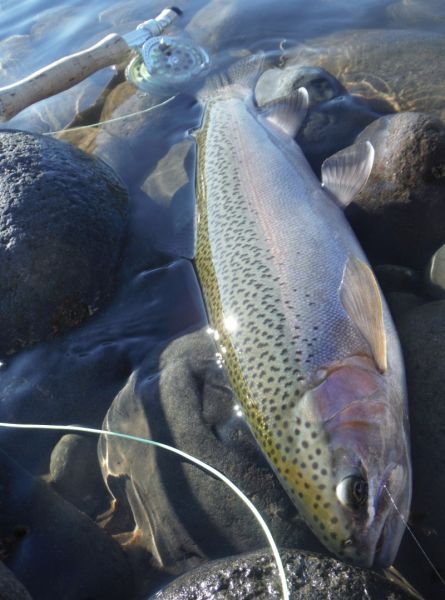 Larger nymphs were the way to go.