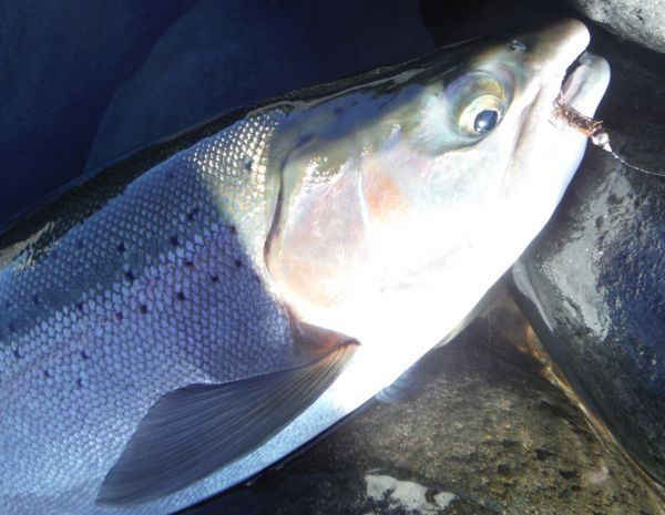 A fresh run fish on a size 10 bead head.